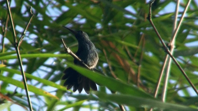 Blue-chinned Sapphire - ML200918831