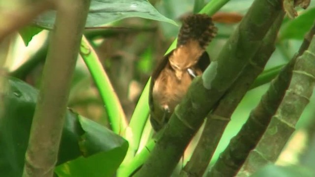 Buff-breasted Wren - ML200918911