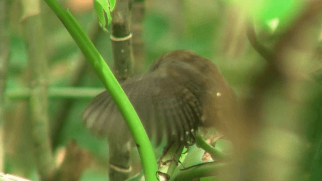 Buff-breasted Wren - ML200918921