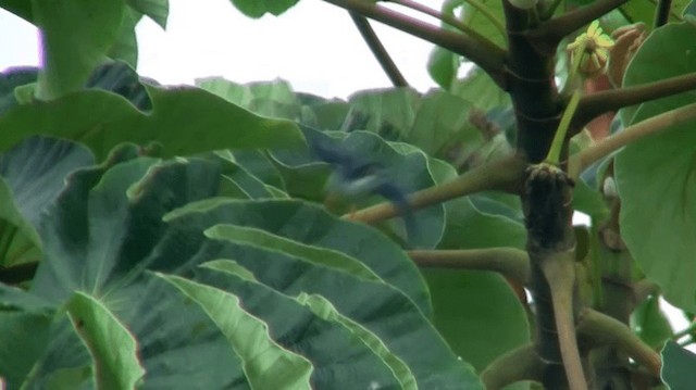 Hooded Tanager - ML200919051