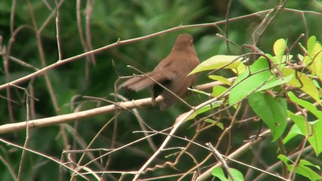 Little Cuckoo - ML200919081