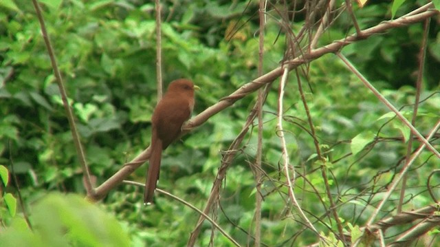 Little Cuckoo - ML200919091