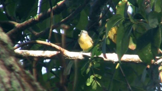 Pale-tipped Tyrannulet - ML200919171