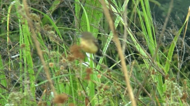 Pale-tipped Tyrannulet - ML200919191