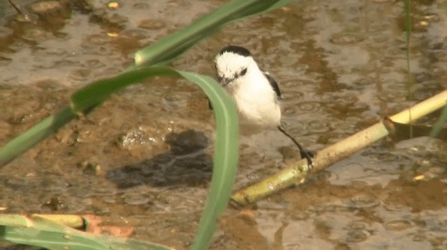 Pied Water-Tyrant - ML200919241