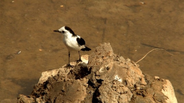 Pied Water-Tyrant - ML200919251