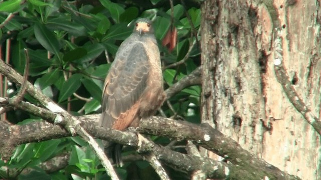 Rufous Crab Hawk - ML200919271