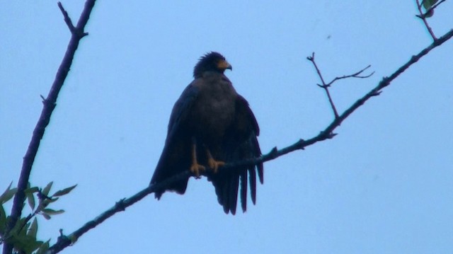 Rufous Crab Hawk - ML200919291