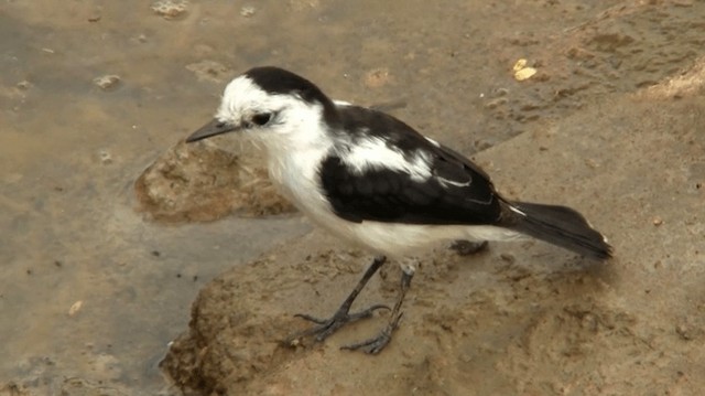 Pied Water-Tyrant - ML200919341