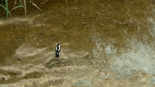 Pied Water-Tyrant - ML200919351