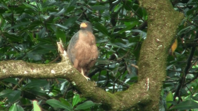 Rufous Crab Hawk - ML200919391