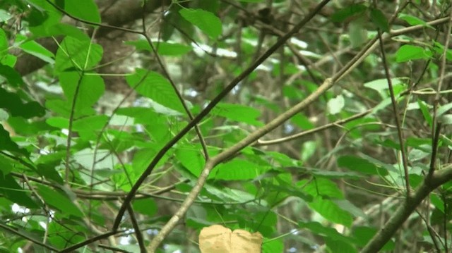 Crimson-hooded Manakin - ML200919401