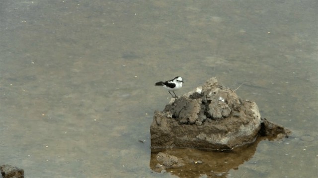 Pied Water-Tyrant - ML200919421