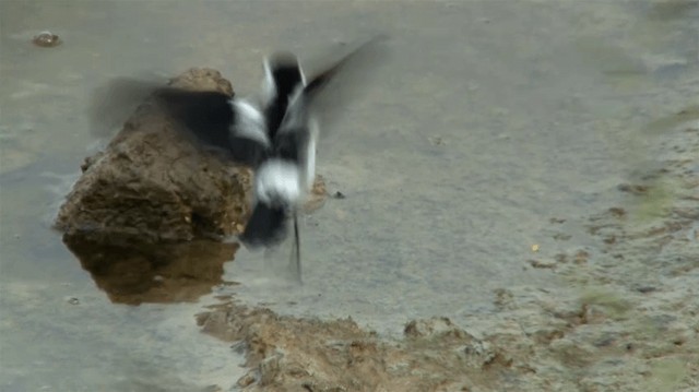 Pied Water-Tyrant - ML200919431