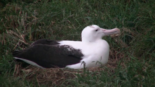 albatros Sanfordův - ML200919591