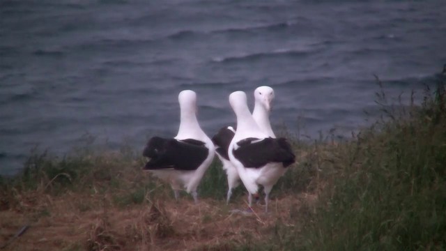 Northern Royal Albatross - ML200919661