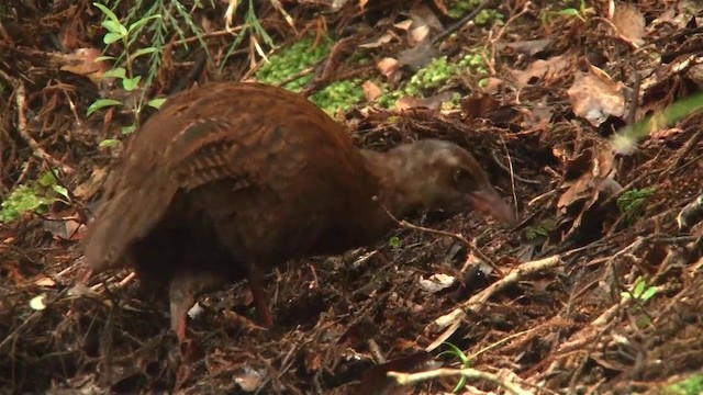 Weka - ML200919711