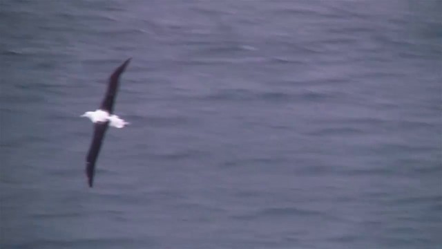 Northern Royal Albatross - ML200919731