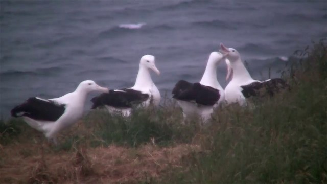 Northern Royal Albatross - ML200919741