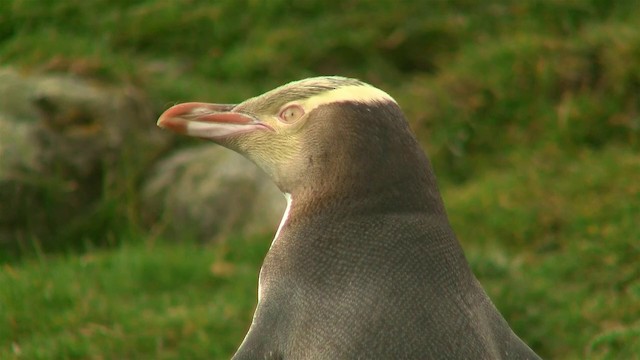 Yellow-eyed Penguin - ML200919781