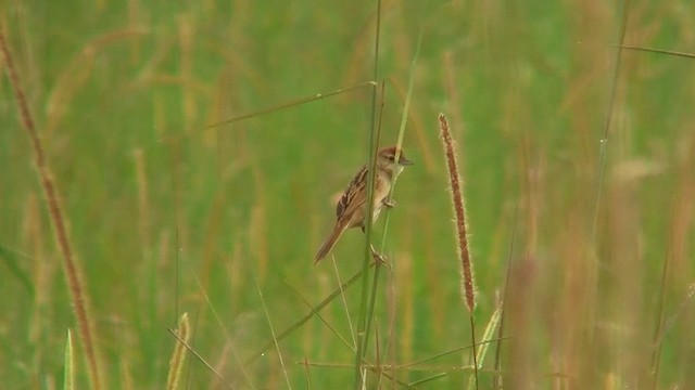 Tawny Grassbird - ML200919801