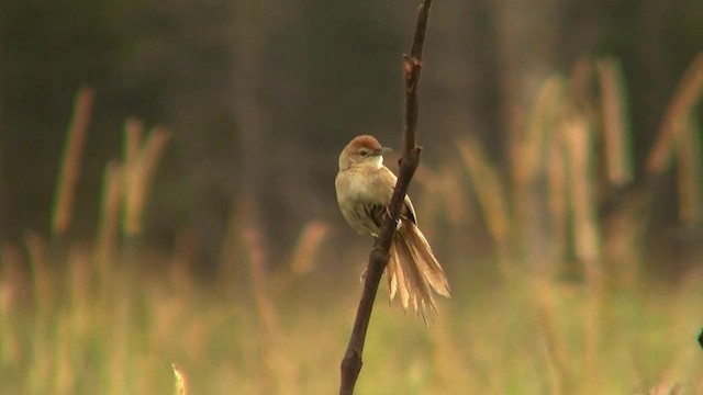 Tawny Grassbird - ML200919811