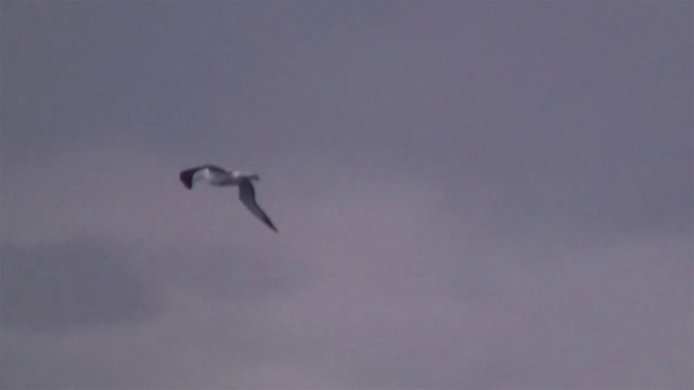 Northern Royal Albatross - ML200919841