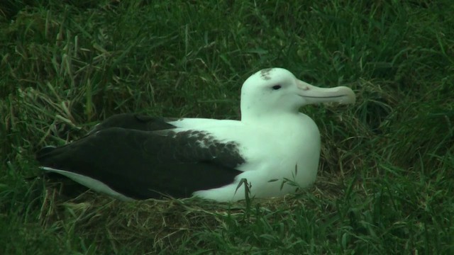 svartvingealbatross - ML200919851