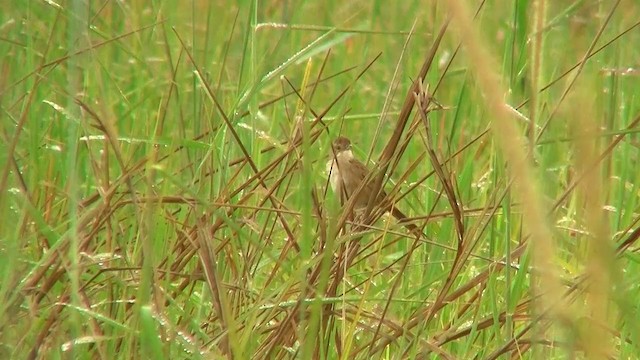 Tawny Grassbird - ML200919881