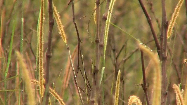 Tawny Grassbird - ML200919891