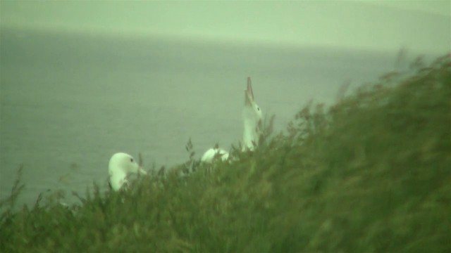 Northern Royal Albatross - ML200919951