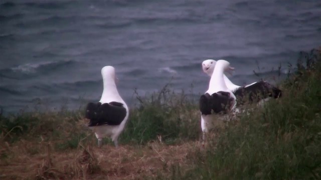 Northern Royal Albatross - ML200919961