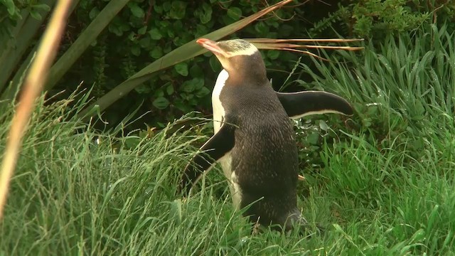 Yellow-eyed Penguin - ML200919971