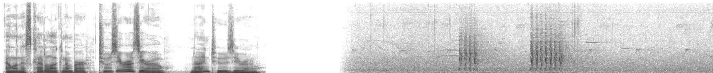 Дивоптах-шилодзьоб бурий - ML200920