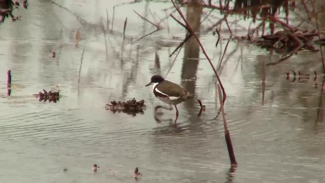 Red-kneed Dotterel - ML200920001