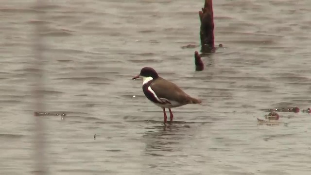 Red-kneed Dotterel - ML200920021