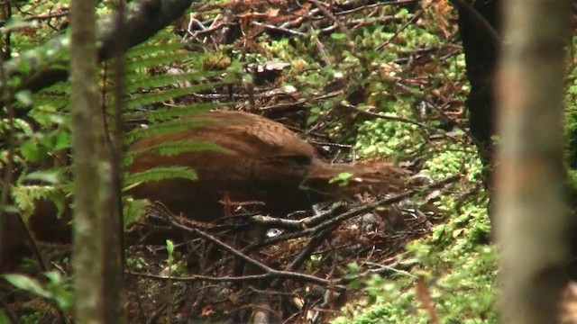 Weka - ML200920031