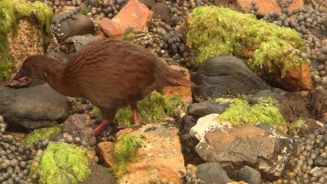 Weka - ML200920041