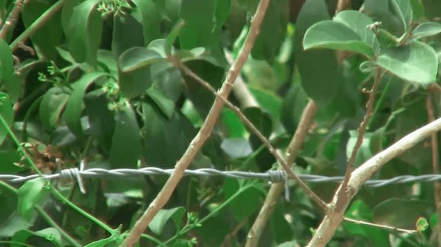 Yellow-crowned Tyrannulet - ML200920191