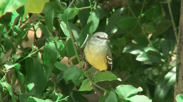 Yellow-crowned Tyrannulet - ML200920201