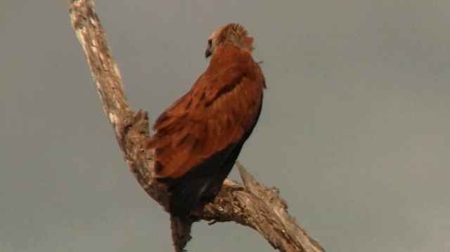 Black-collared Hawk - ML200920241