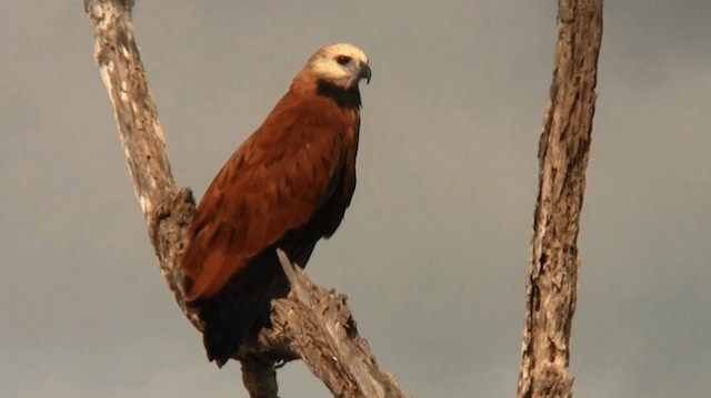 Black-collared Hawk - ML200920251