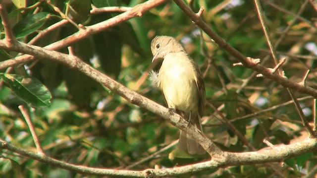 Yellow-bellied Elaenia - ML200920271