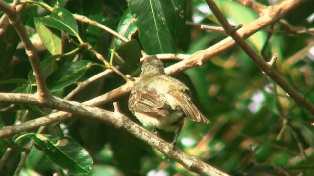 Yellow-bellied Elaenia - ML200920281