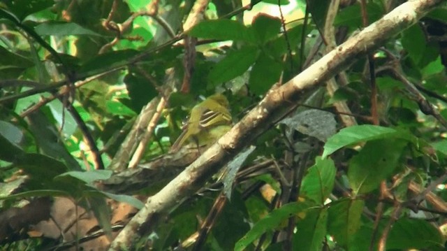 Ochre-lored Flatbill - ML200920551