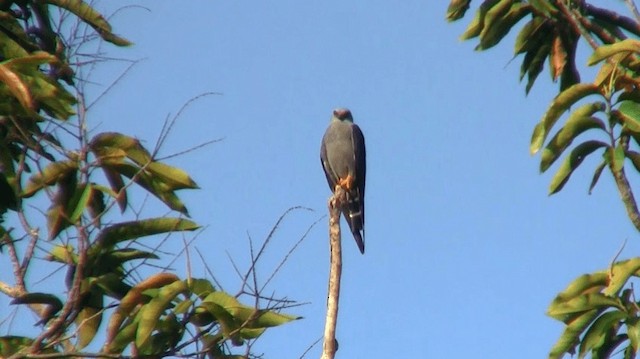 Plumbeous Kite - ML200920611