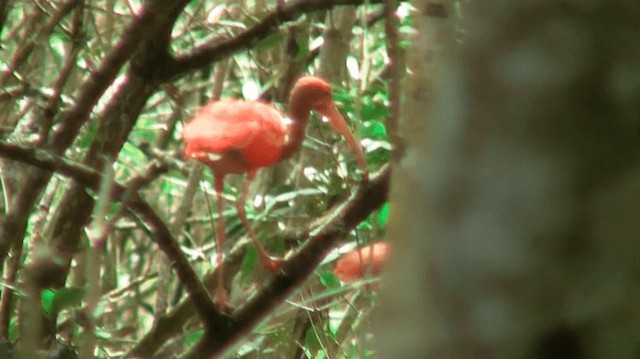 Ibis Escarlata - ML200920641