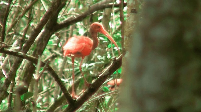 Scarlet Ibis - ML200920651