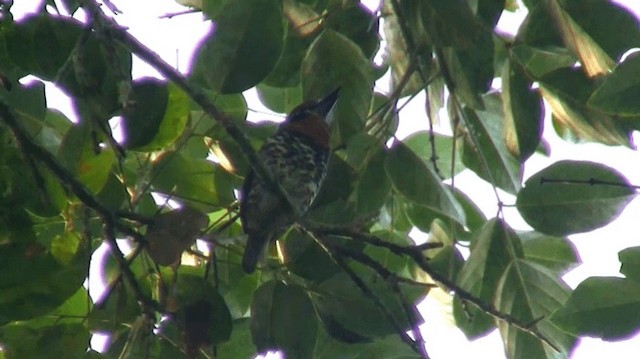Spotted Puffbird - ML200920681