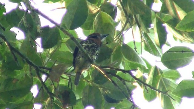Spotted Puffbird - ML200920701
